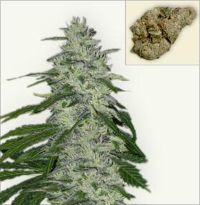 White Wolf feminized marijuana seeds